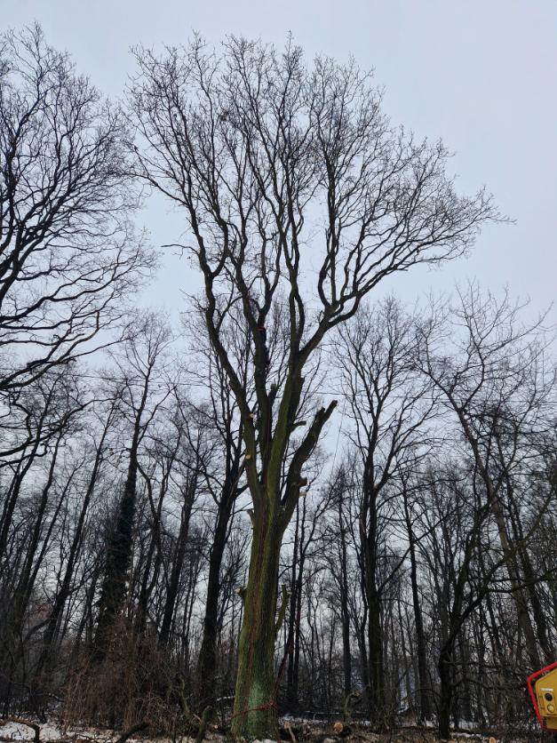 postupné kácení dubu poblíž plynové stanice Karviná